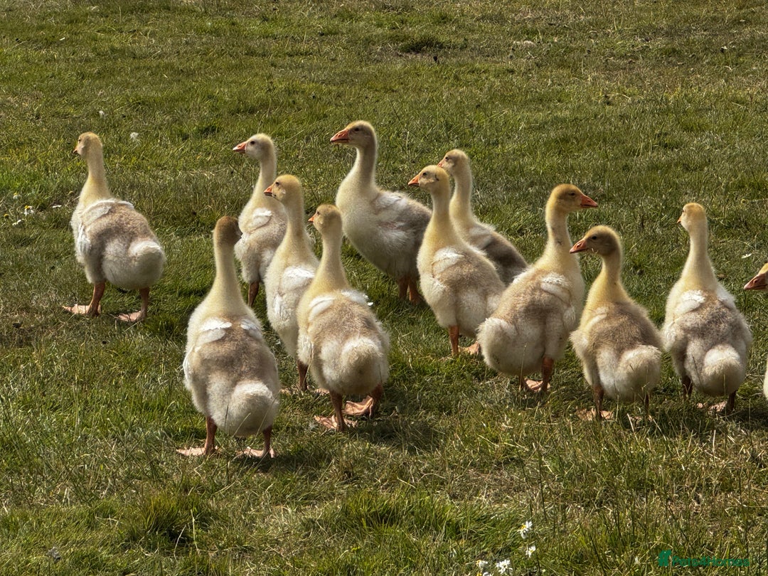 Geese poultry for sale: Embden Geese For Sale  - Image 3