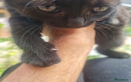 Mixed Breed cats for sale: Baby cats - Image 2
