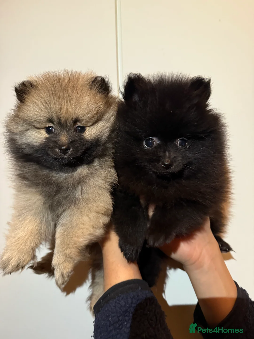 Pomeranian dogs for sale: Two Poms looking for forever home - Advert 3