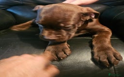 Mastiff dogs for sale: Mastiff Hybrids  - Image 10