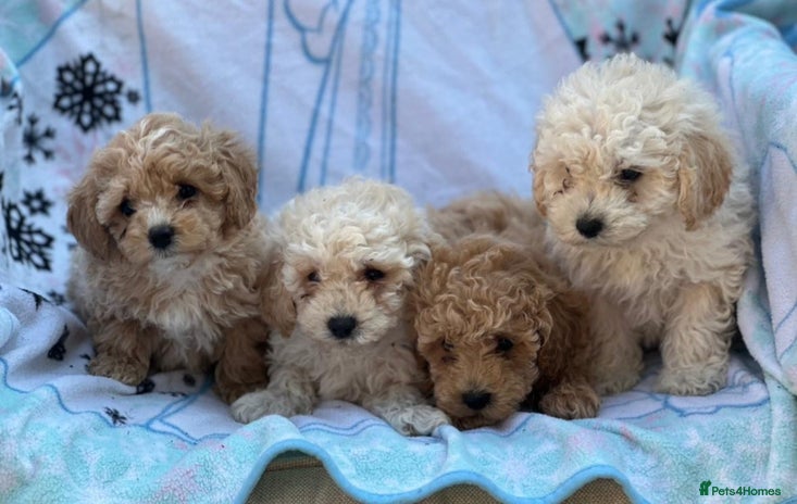 Poochon dogs - Advert 1