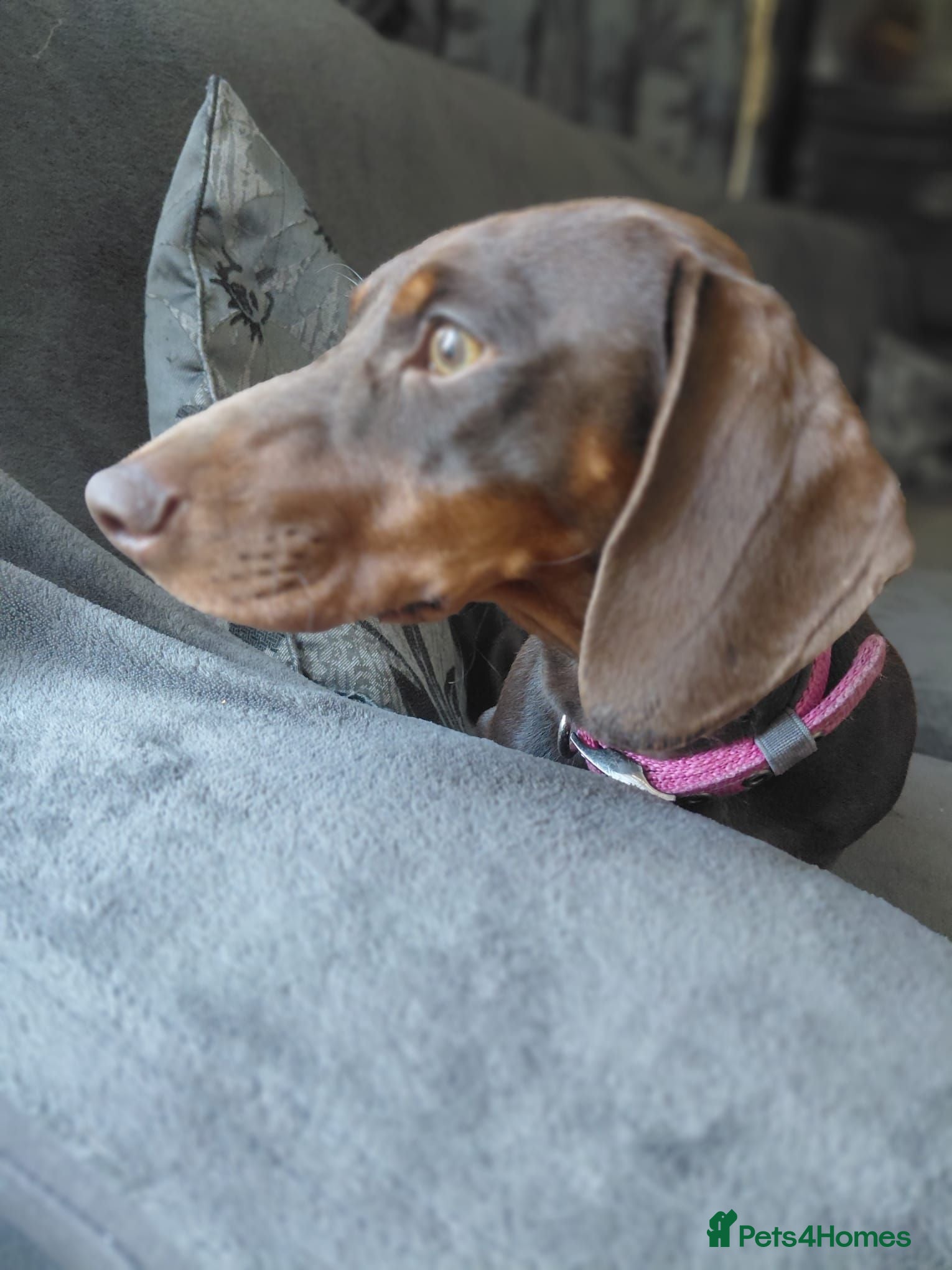 Dachshund dogs Chocolate dachshund puppy for sale - Advert 2