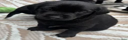 Labrador Retriever dogs for sale: *READY 30/7/26, KC Reg Black Labrador Puppies* - Advert 3