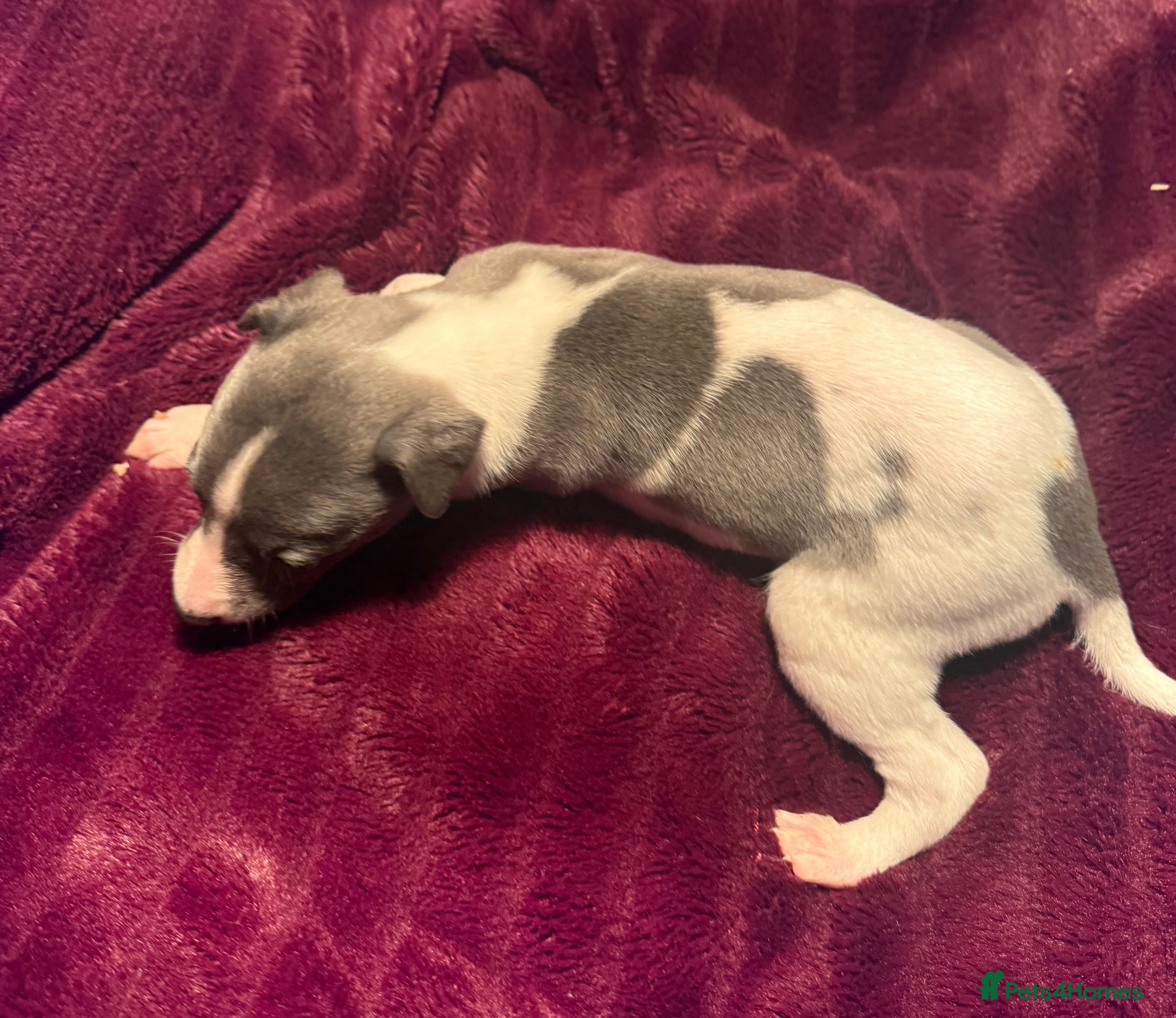 Whippet dogs 3 Stunning Whippet Boy's available  - Advert 3