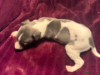 Whippet dogs 3 Stunning Whippet Boy's available - Advert 15