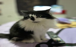 Domestic Shorthair cats for sale: Adorable 7MonthOld Black Kitten Seeks Loving Home! - Image 4