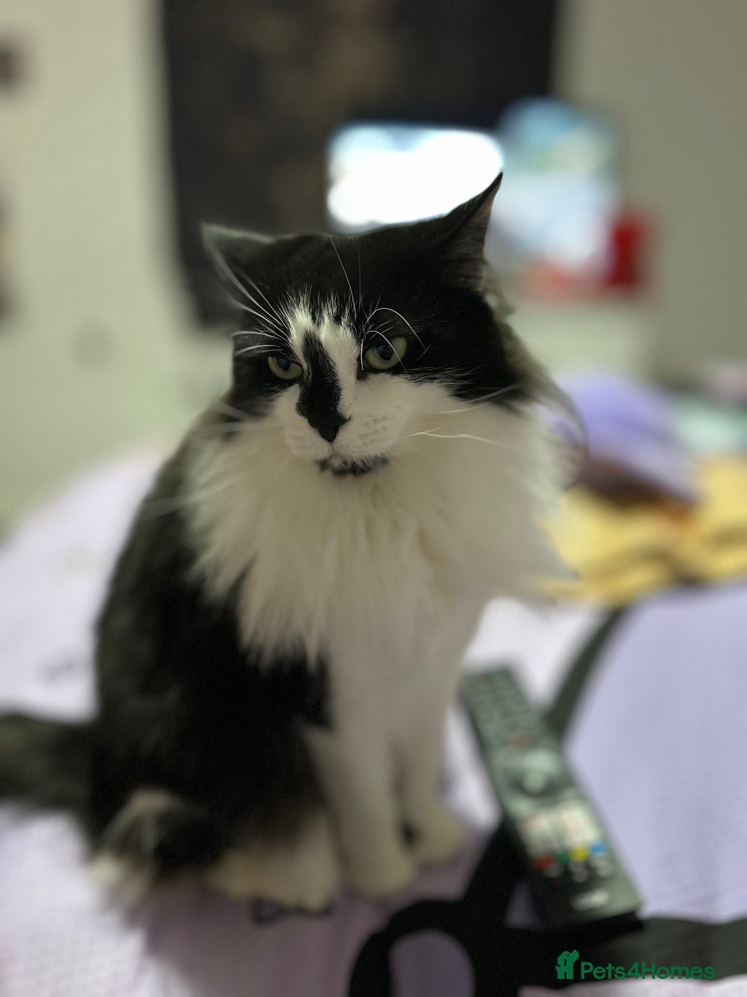 Domestic Shorthair cats for sale: Adorable 7MonthOld Black Kitten Seeks Loving Home! - Image 4