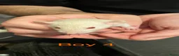 Rat rodents for sale: Dumbo Siamese Baby Rats Looking for Loving Homes  - Advert 5