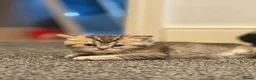 British Shorthair cats for sale: Scottish Fold/ Straight kittens available now - Advert 11