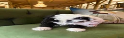 Sheepadoodle dogs for sale: Midi Sheepadoodle READY NOW - Advert 21
