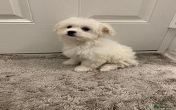 Maltipoo dogs for sale: 🐾Maltipoo puppy’s 🐾  - Image 5