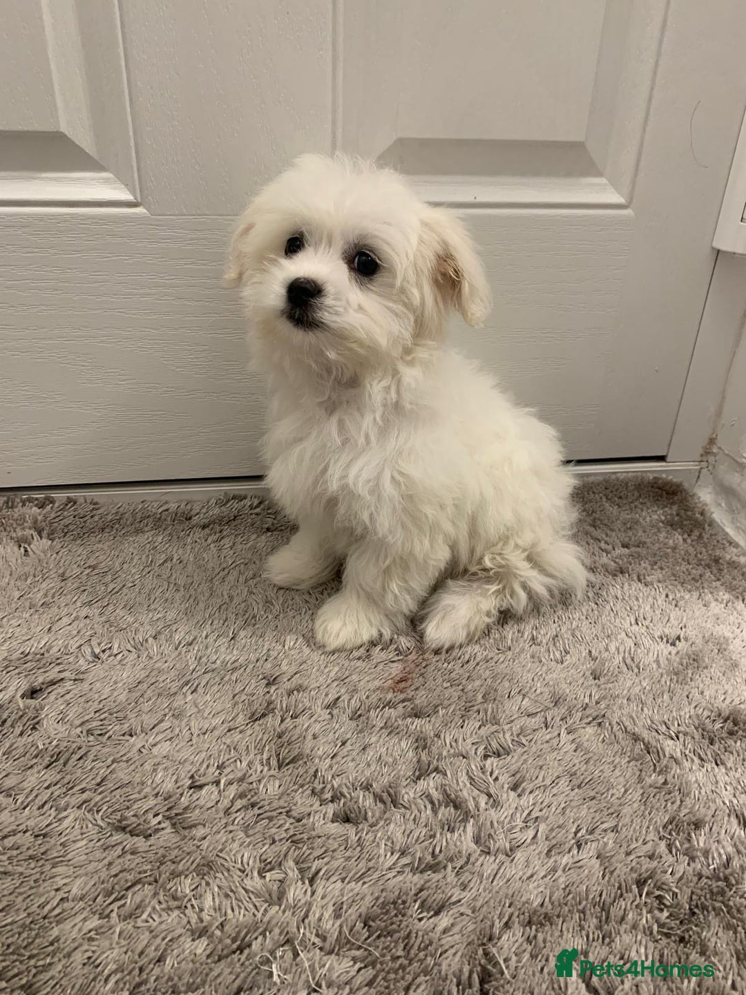 Maltipoo dogs for sale: 🐾Maltipoo puppy’s 🐾  - Image 5