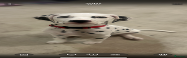 Dalmatian Puppy 1