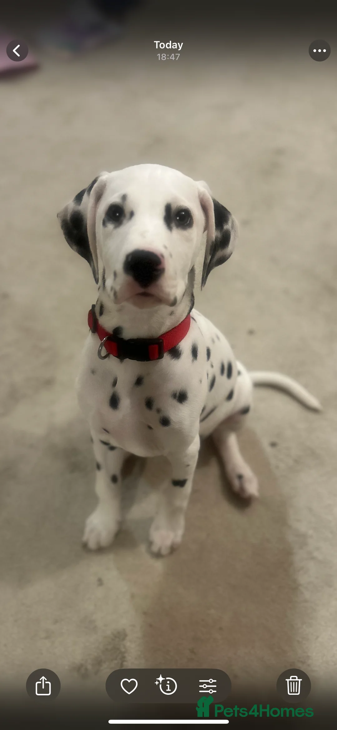 Dalmatian dogs for sale: Jasper  - Advert 2