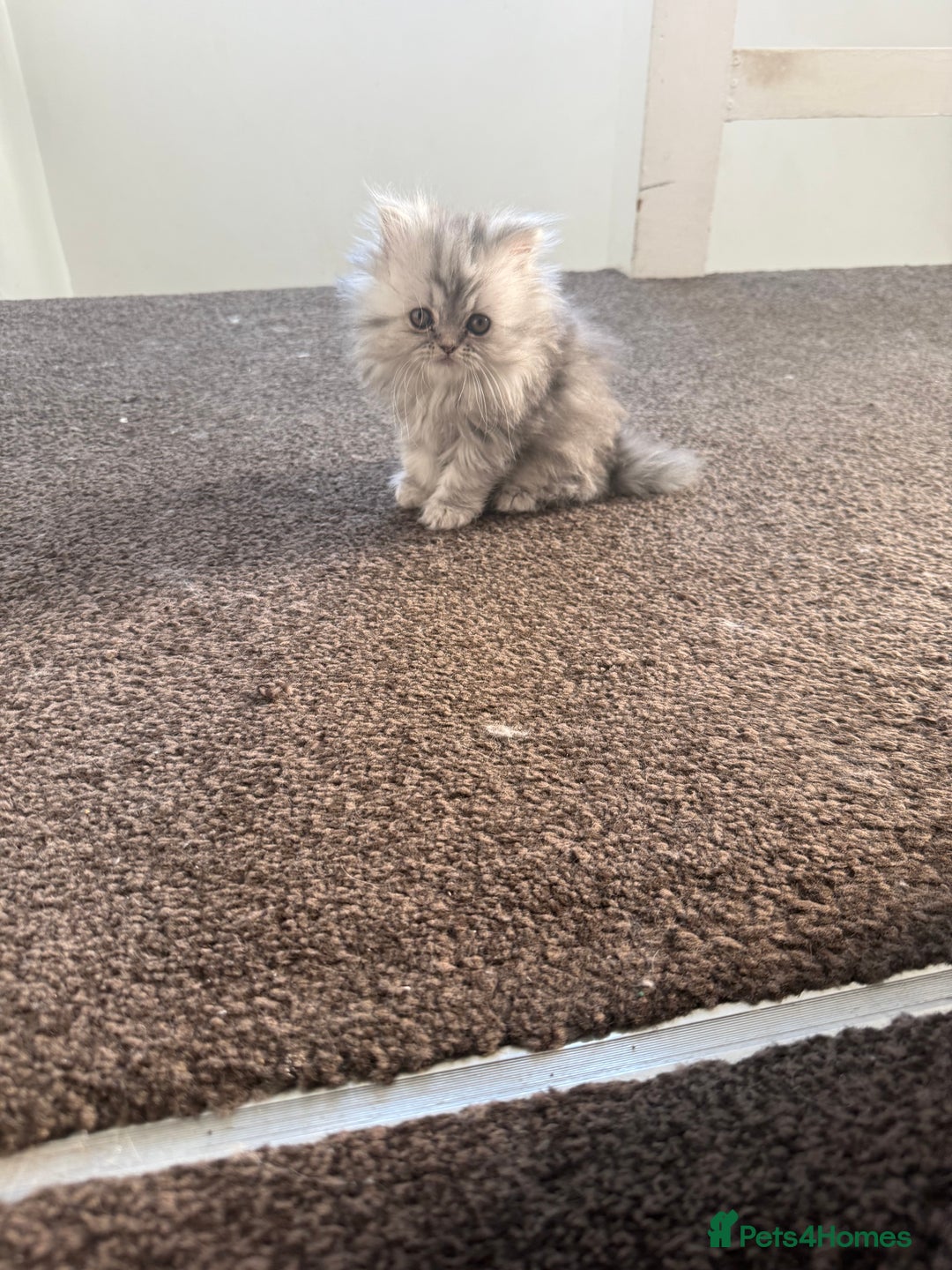Persian cats for sale: Blue persian kitten  - Advert 6