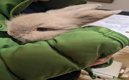 Lionhead rabbits for sale: Tiny is looking for his forever home - Advert 2