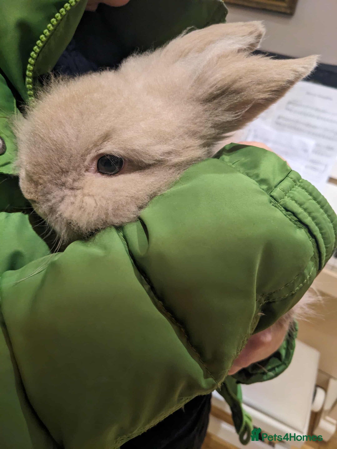 Lionhead rabbits for sale: Tiny is looking for his forever home - Advert 2