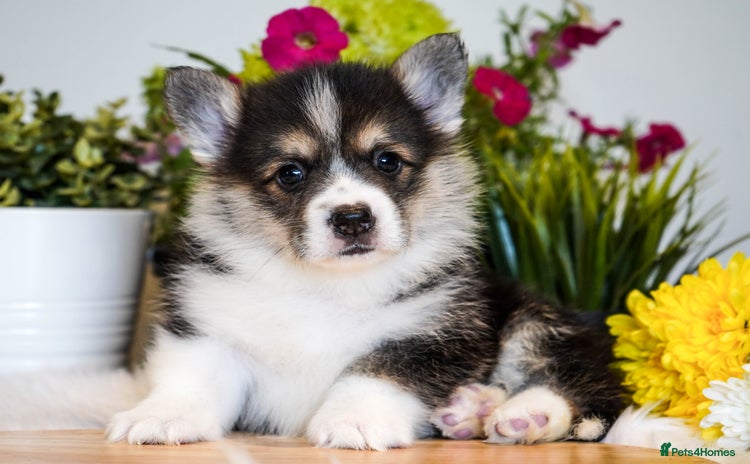 Welsh Corgi Pembroke dogs - Advert 2