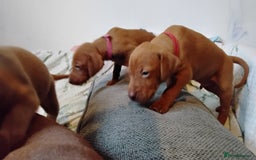 Hungarian Vizsla dogs for sale: 4 adorable Hungarian vizsla BOYS available - Image 30