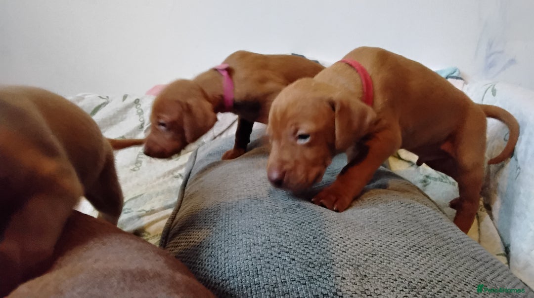 Hungarian Vizsla dogs for sale: 4 adorable Hungarian vizsla BOYS available - Image 30