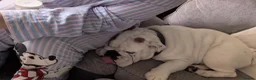 English Bulldog dogs for sale: Eddie male bulldog in Hull - Advert 4