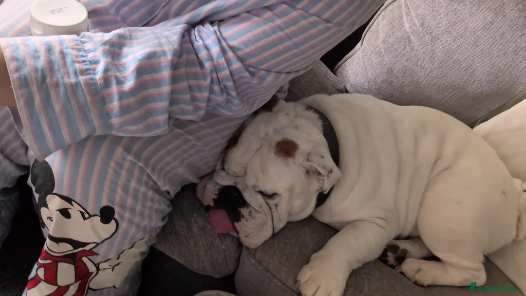 English Bulldog dogs for sale: Eddie male bulldog in Hull - Advert 4