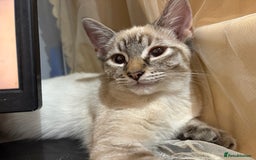 Mixed Breed cats for sale: 2 beautiful female kittens for sale - Image 7