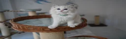 Ragdoll cats for sale: TICA registered kitten  - Advert 9