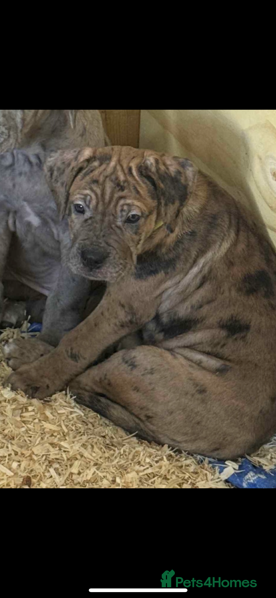 Cane Corso dogs for sale: Beautiful Cane Corso Puppies. - Advert 11