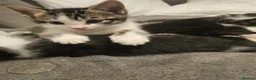 Mixed Breed cats for sale: Sweet kittens in London - Advert 4