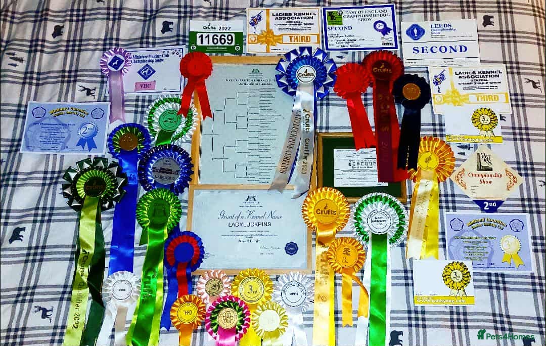 Miniature Pinscher dogs for sale: LAST PUPPY - LADYLUCKPINS KC MIN PINS - Advert 31