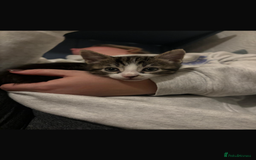 Mixed Breed cats for sale: Kittens for sale - Advert 10