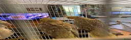 Cockatiels birds for sale: Cockatiel - Advert 6