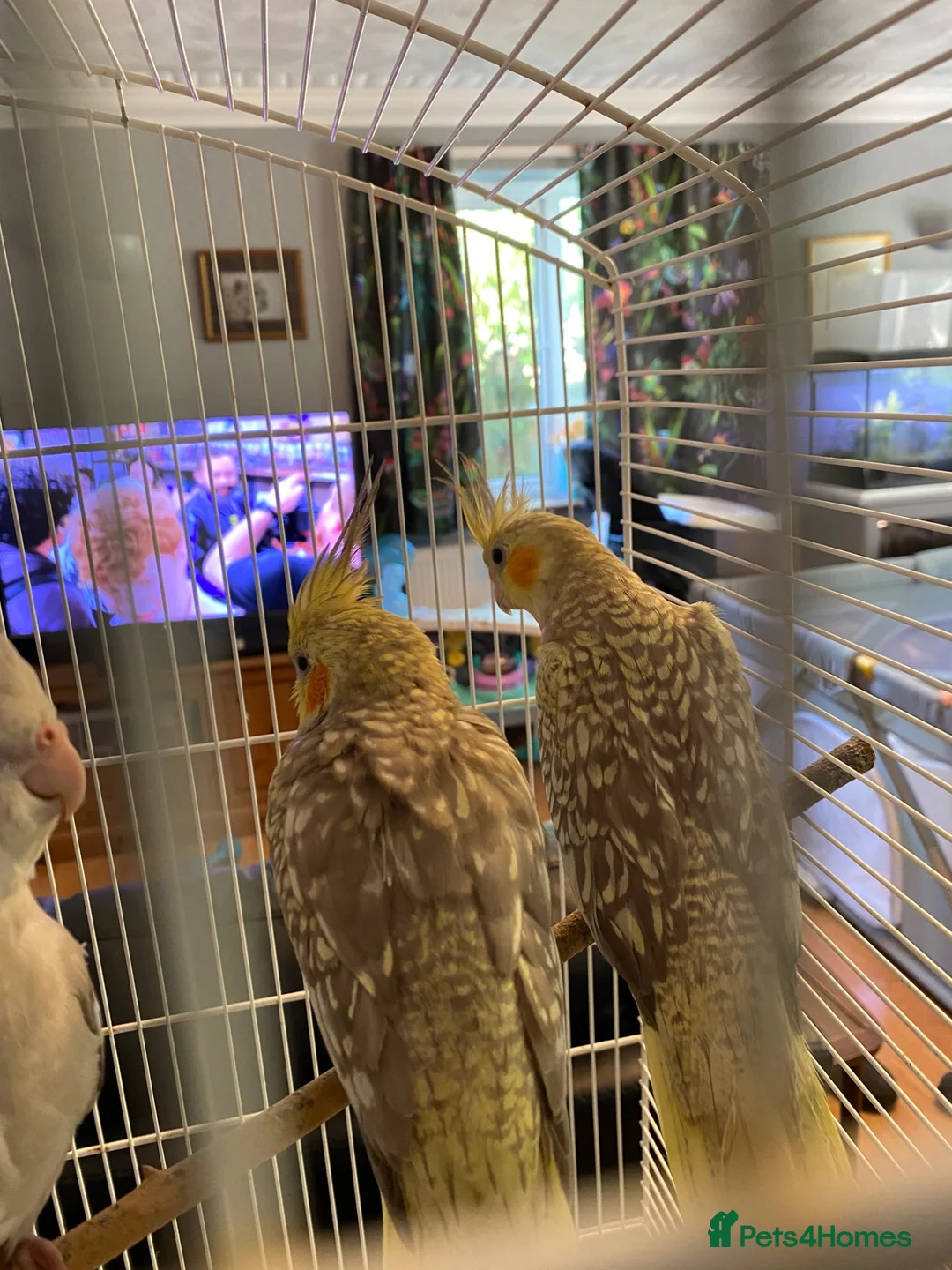 Cockatiels birds for sale: Cockatiel - Advert 6