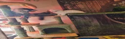 Maine Coon cats for sale: Pedigree Mainecoon kittens Ready now - Advert 17