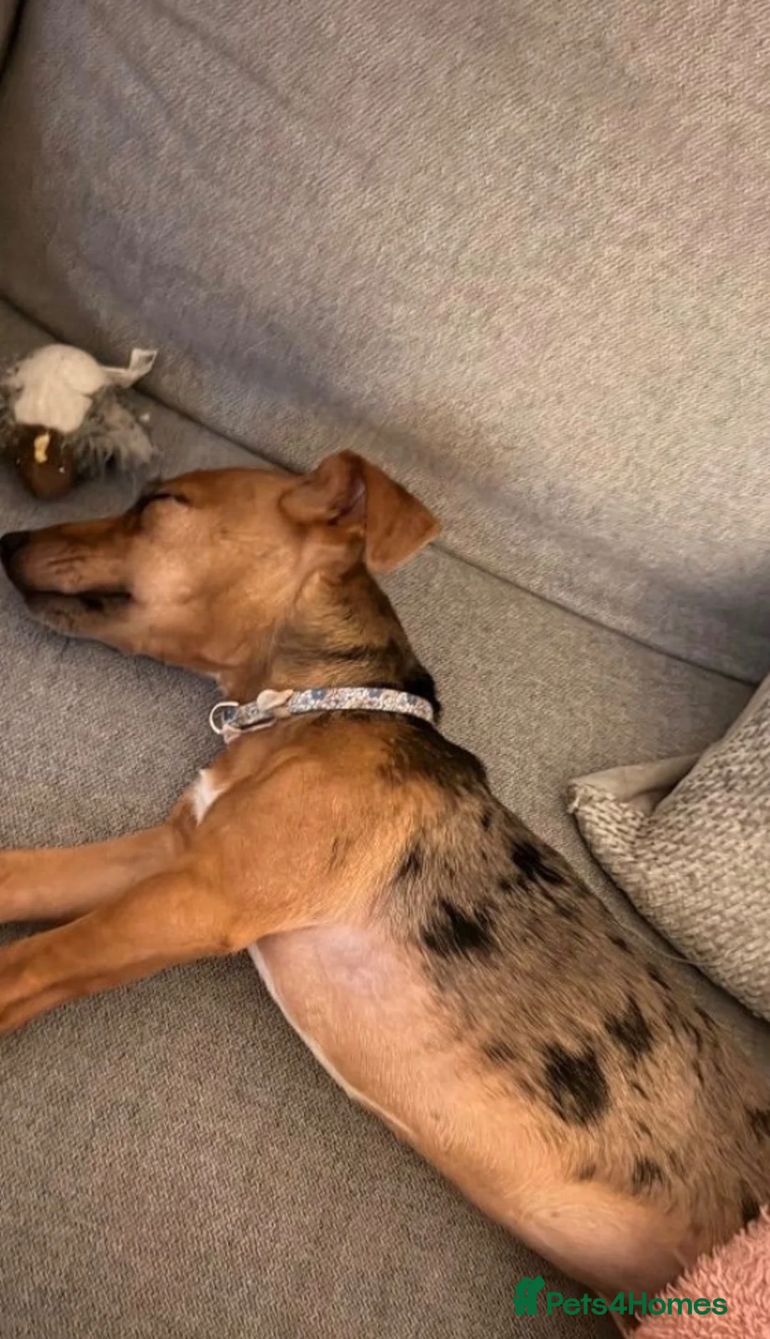 Jack Russell dogs for sale: 7 month Jack Russel puppy  in London - Advert 4