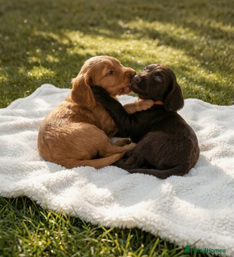 Cockapoo dogs Beaty home-raised Cockapoo puppies ready now - Advert 6