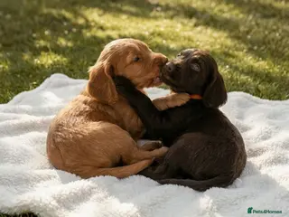 Cockapoo dogs Beaty home-raised Cockapoo puppies ready now - Advert 6