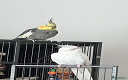 Cockatiels birds for sale: Two male cockatiels - Advert 2