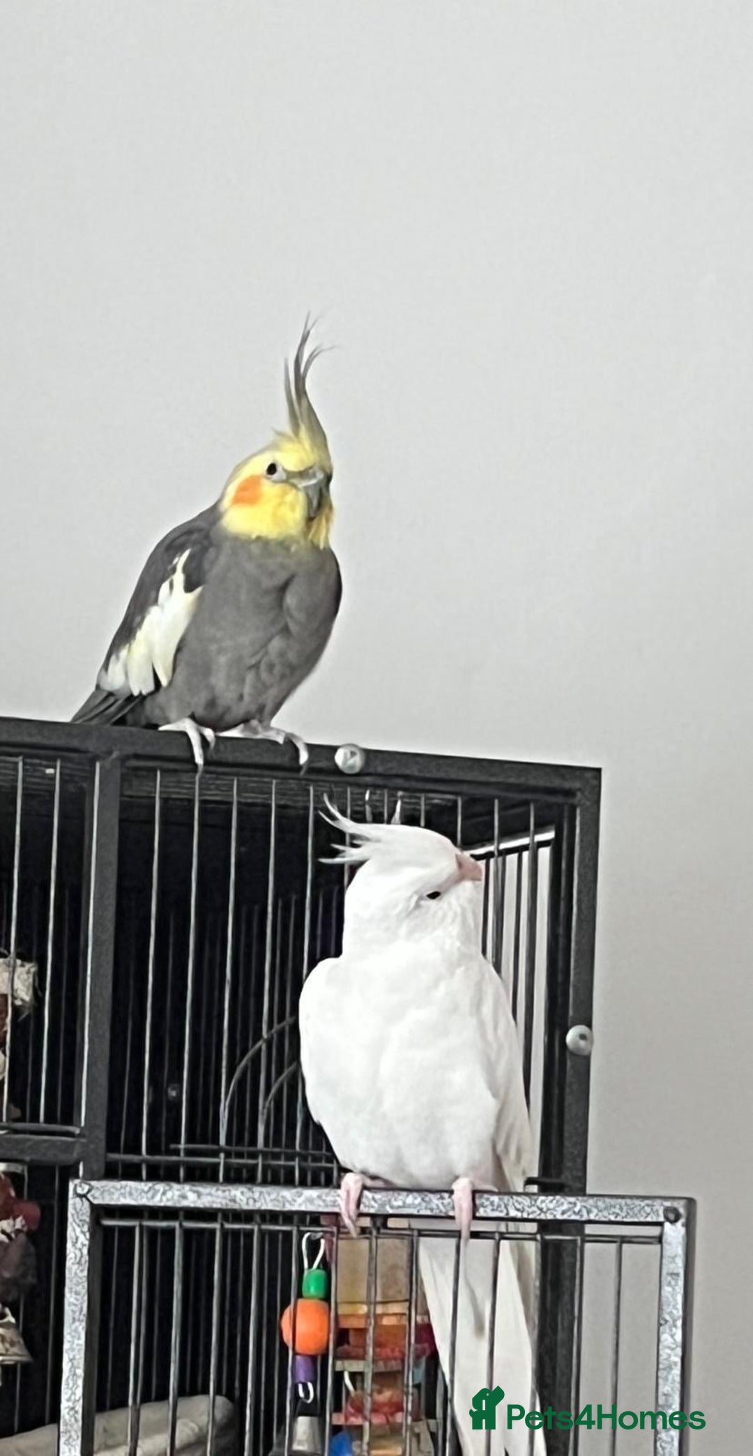 Cockatiels birds for sale: Two male cockatiels - Advert 2