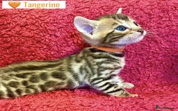 Bengal cats for sale: Beautiful Bengal Kittens  - Image 15