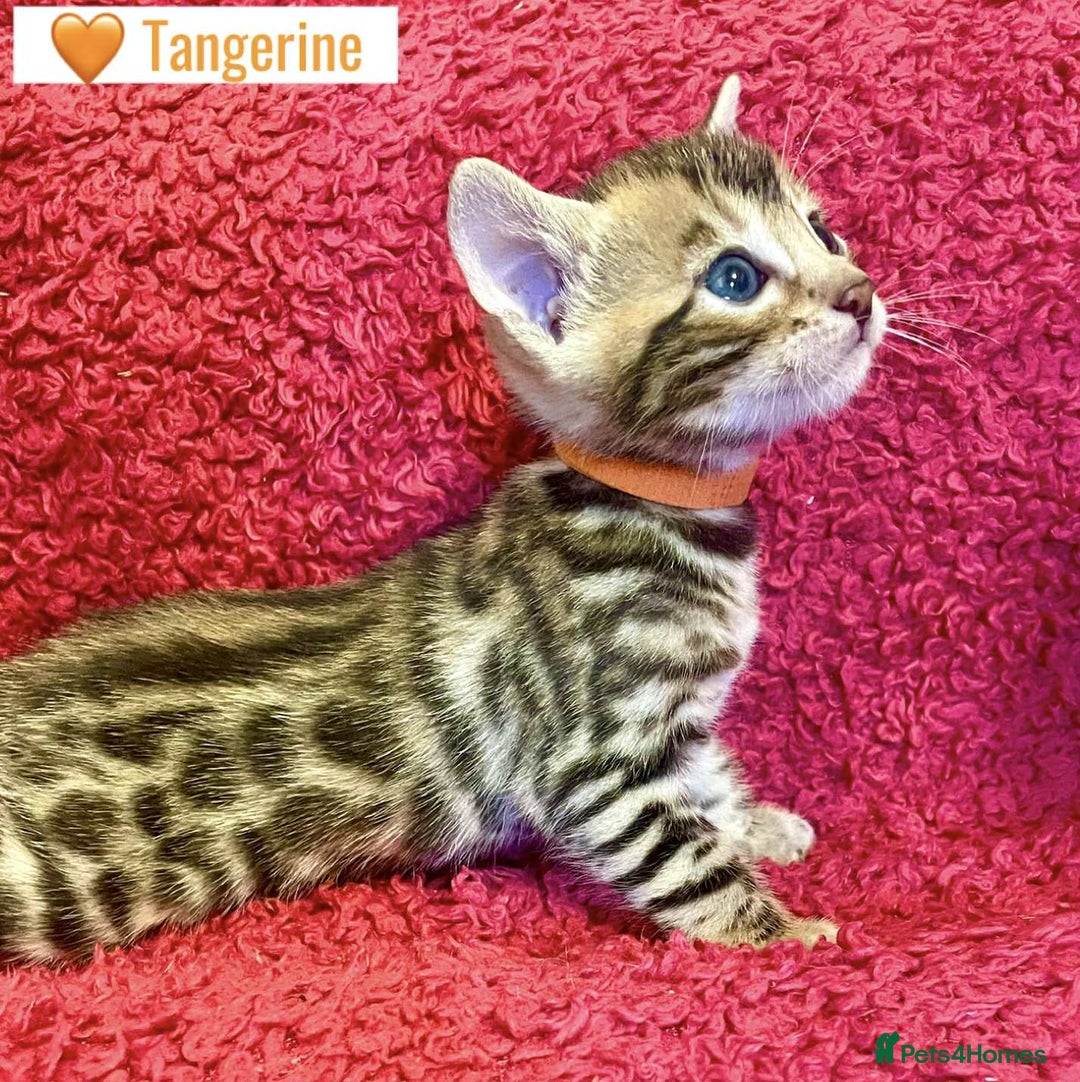 Bengal cats for sale: Beautiful Bengal Kittens  - Image 15