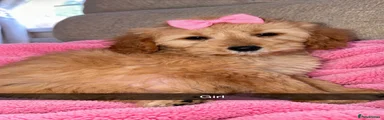 Toy Poodle 6