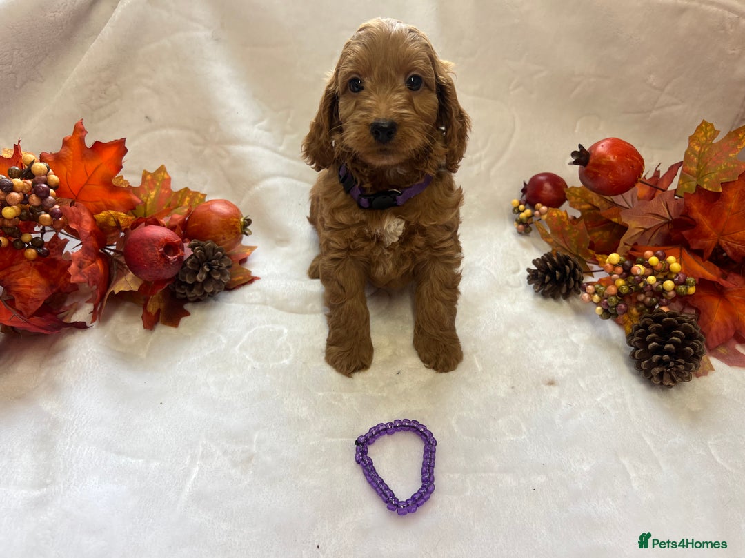 Cockapoo dogs for sale: F1 Cockapoos from health tested parents  - Image 4