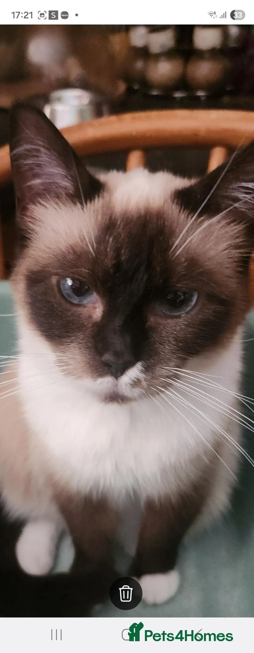 Ragdoll cats for sale: Beautiful fluffy Ragdoll kitten in Leicester - Advert 1