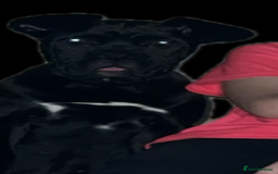 Cane Corso dogs for sale: Cane corso  - Image 4