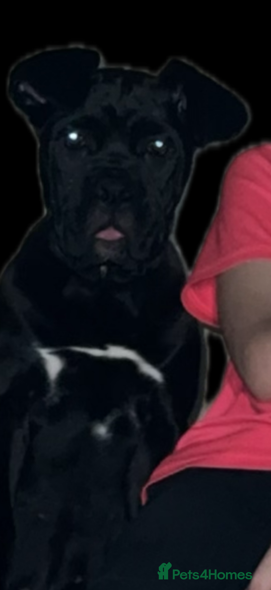 Cane Corso dogs for sale: Cane corso  - Image 4