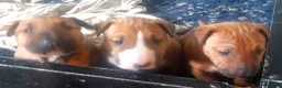 English Bull Terrier dogs for sale: Last remaining male Bull Terrier - Advert 2