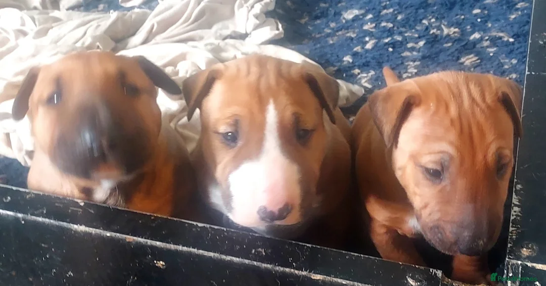 English Bull Terrier dogs for sale: Last remaining male Bull Terrier - Advert 2