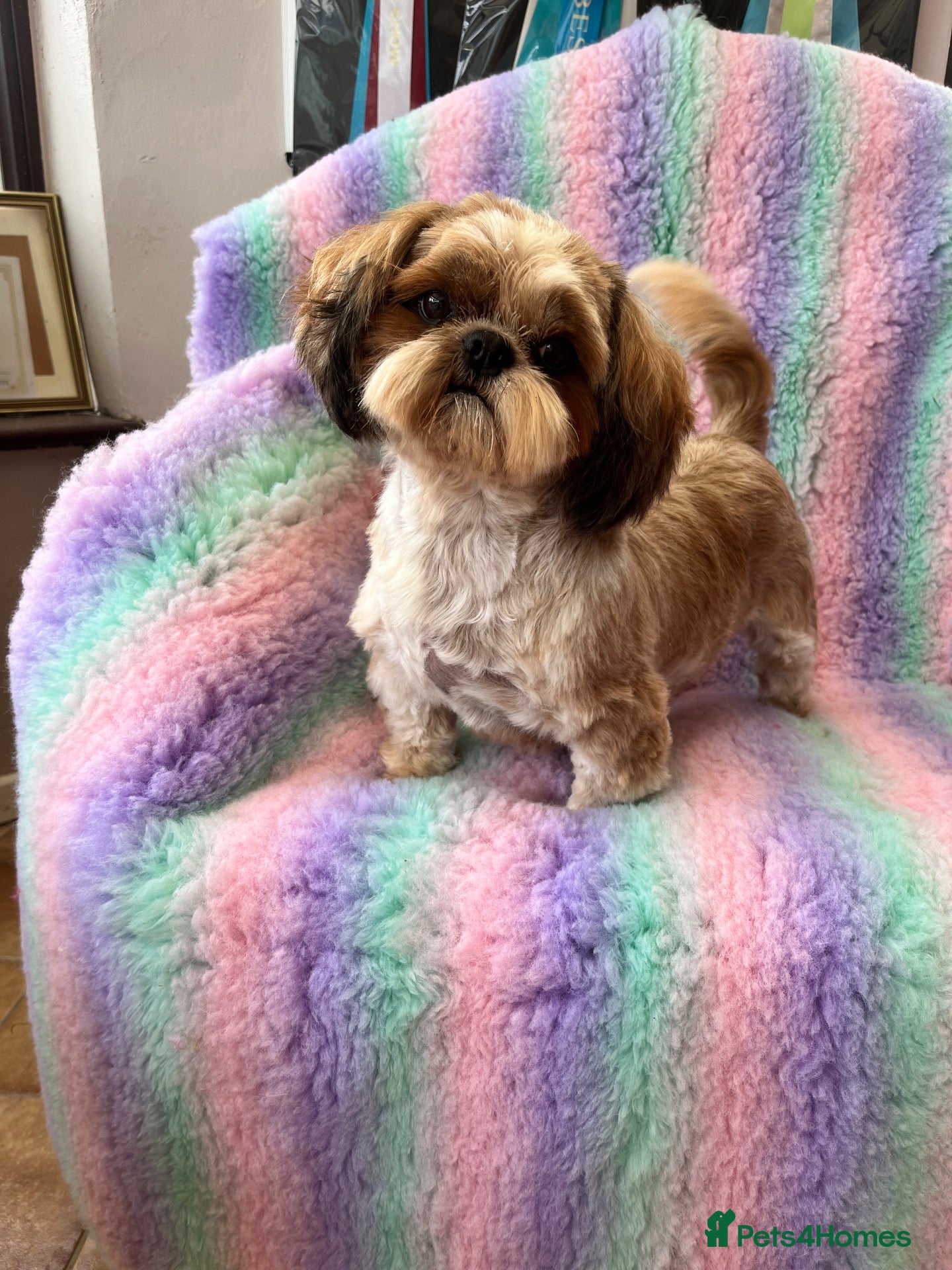 Shih Tzu dogs Sweet ShihTzu female - Advert 4